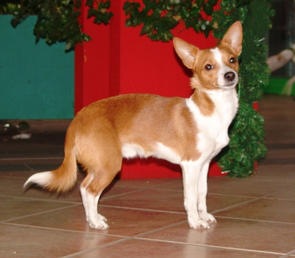 podengoportuguespequeno