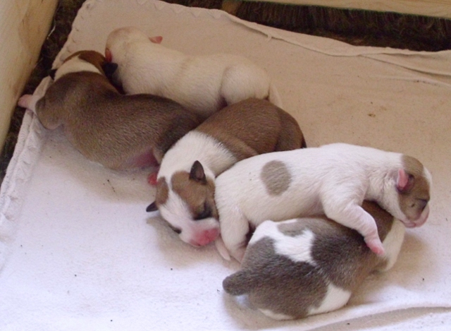 PUPPIES