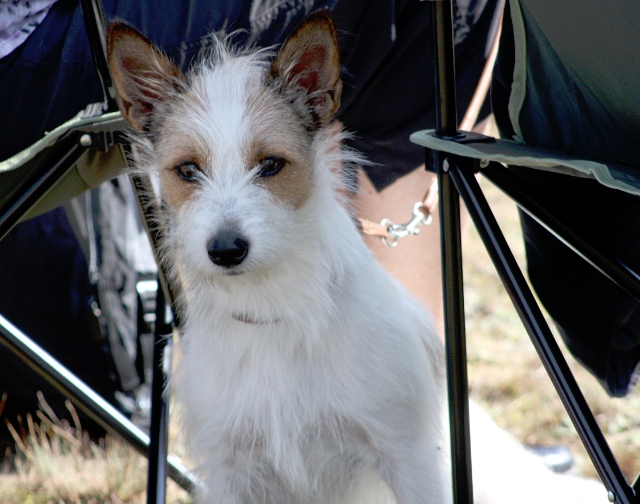 zwischenzweistühlen