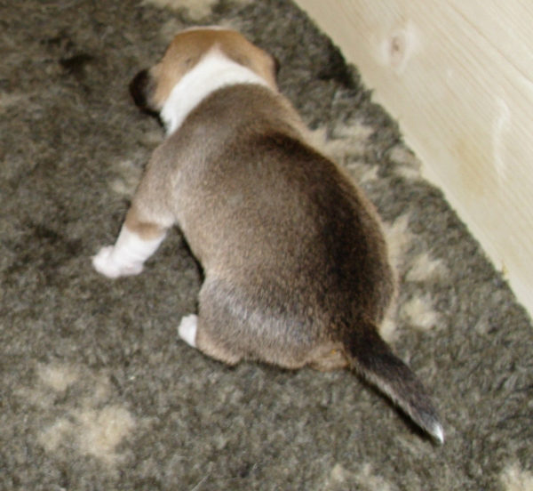 Fernando macht ein Häufchen