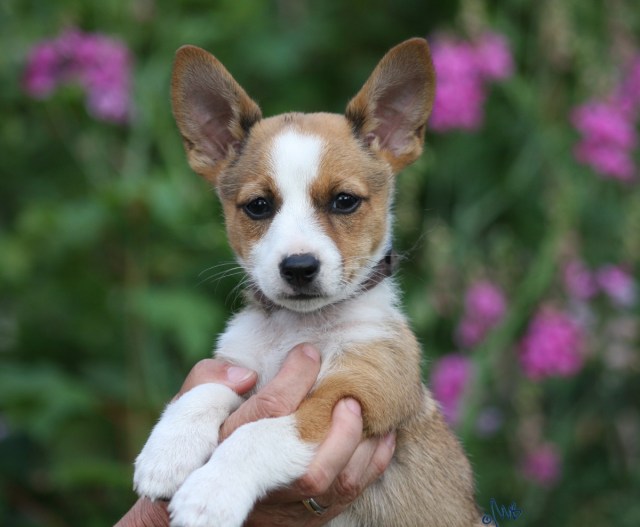 fernandoporträtfrontal