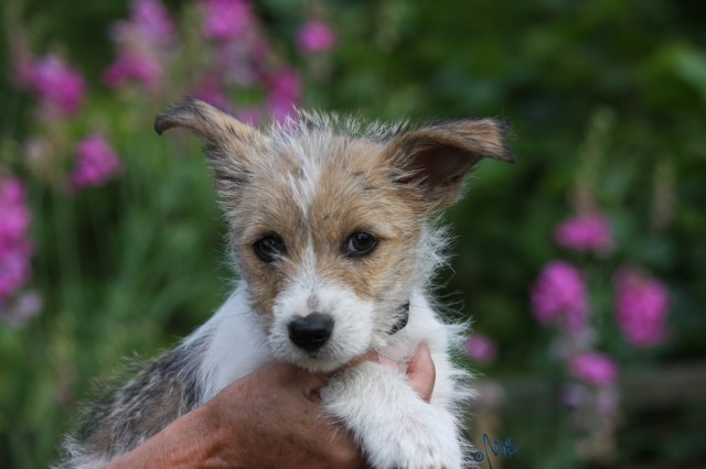 florentinaporträtfrontal