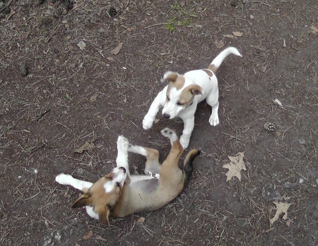 Filomena und Fernando keilen 5