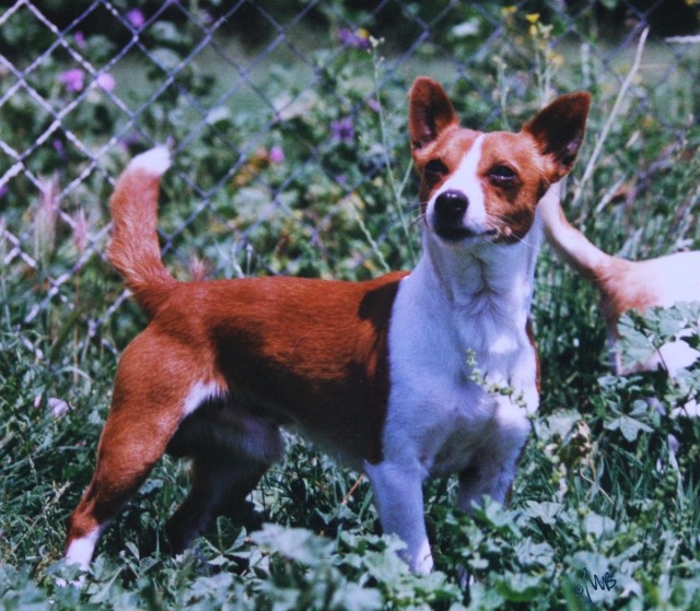 VinhoVerdedeValeNegro