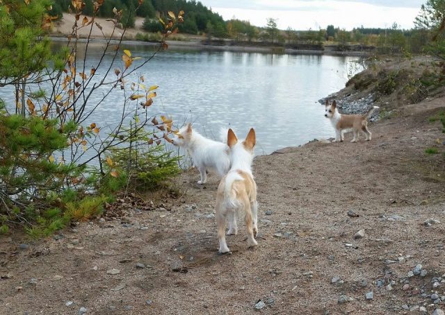 Kleine Hundefamilie in Schweden