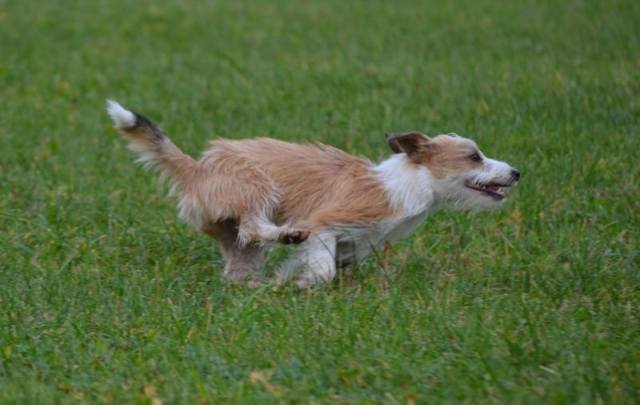 Famosa-fliengender Galopp