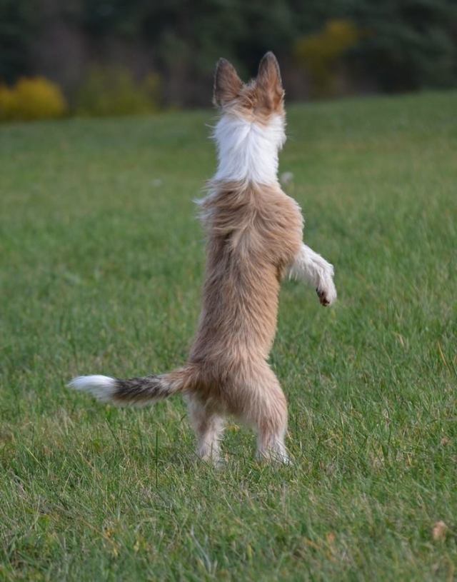 Famosa-hält Ausschau