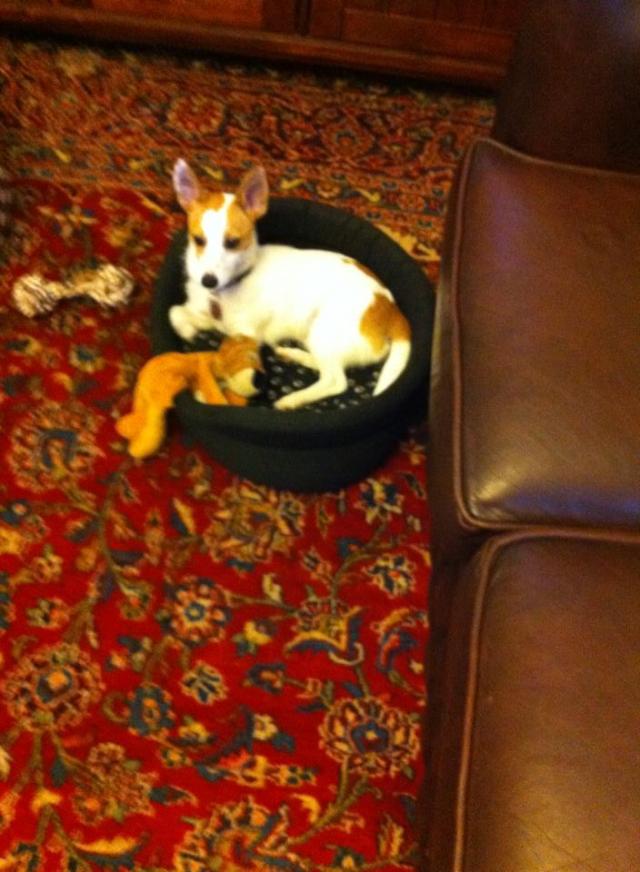 Filomena im Körbchen3