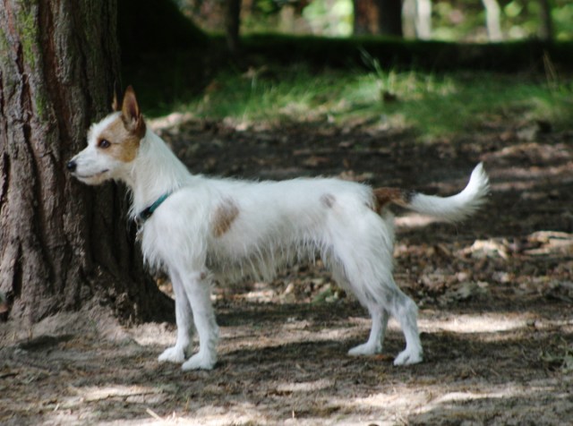 rauhhaarohneunterwolle