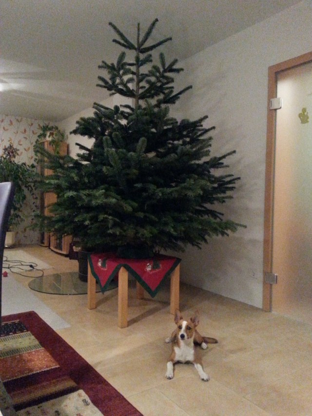 Fernando und Weihnachtsbaum