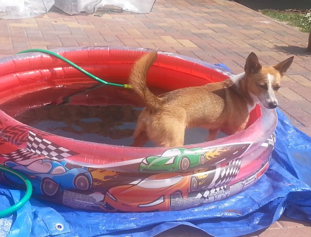 20150704 Fernando Pool 1