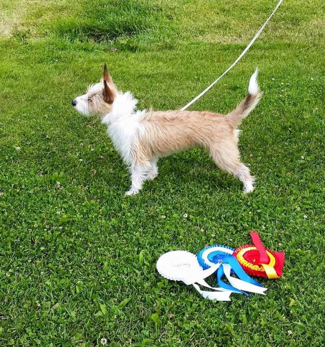 Eukanuba Summer Show 2015 1