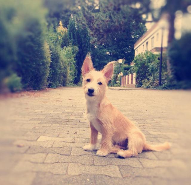 20150825 Grandioso 2