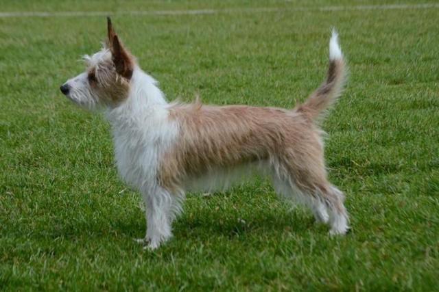 Famosa EUW-15 SE JV-15