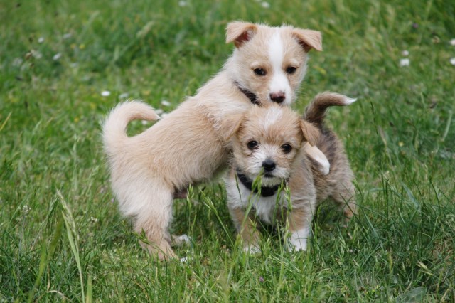 grandiosoundgraciano