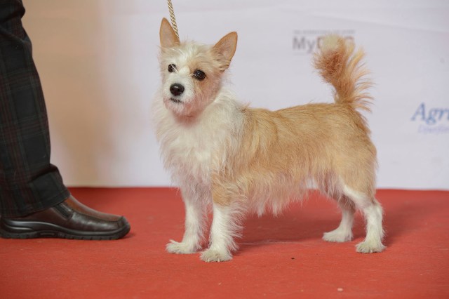 20160108 Cachopa Göteborg