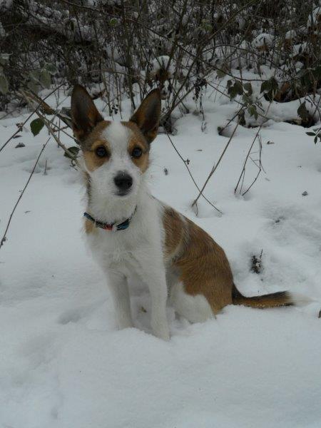 20170125-harmonia-3-2