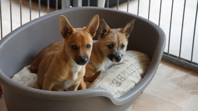 20170727 Beide Köpfe 1