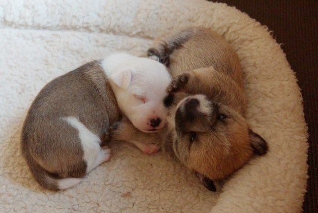 ddee68a8a4cee975f096ce9bae59596b