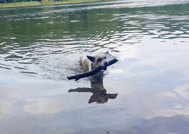 Podengo Portugues Pequeno