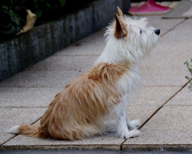 Podengo Portugues Pequeno Cachopa