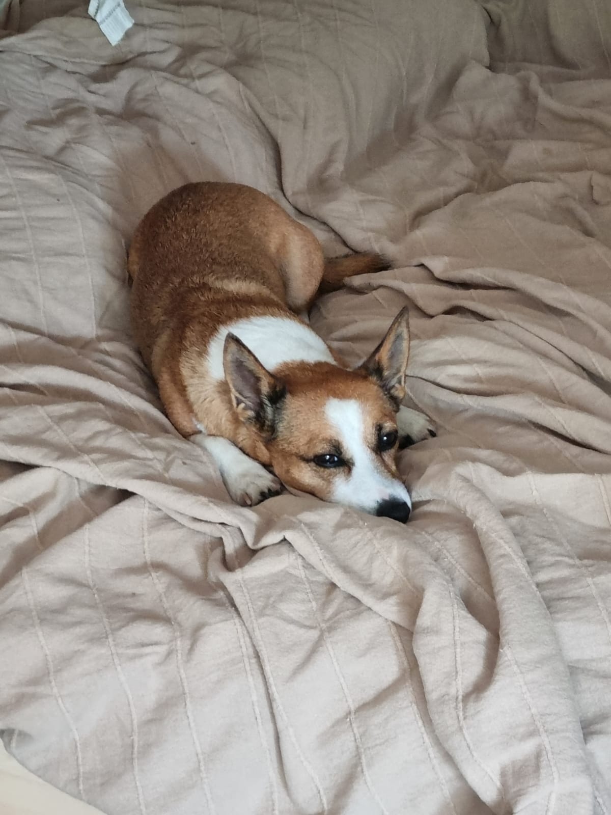 20210823 Fernando ist Müde